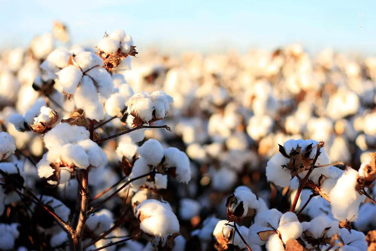 vải cotton