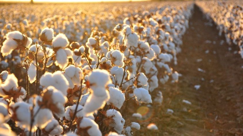 vải cotton